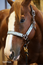 Load image into Gallery viewer, CASSIDY LEATHER HALTER
