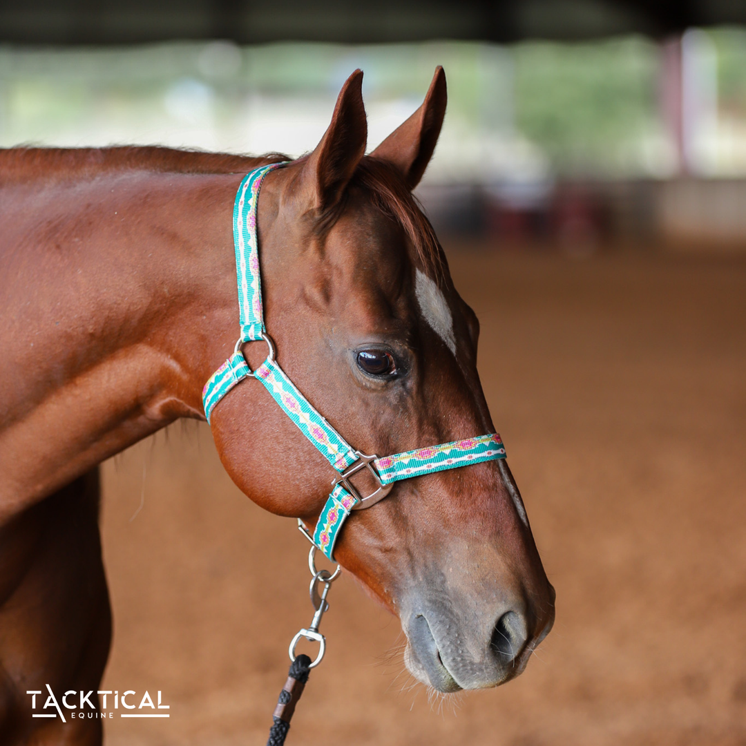 TEXOMA NYLON HALTER