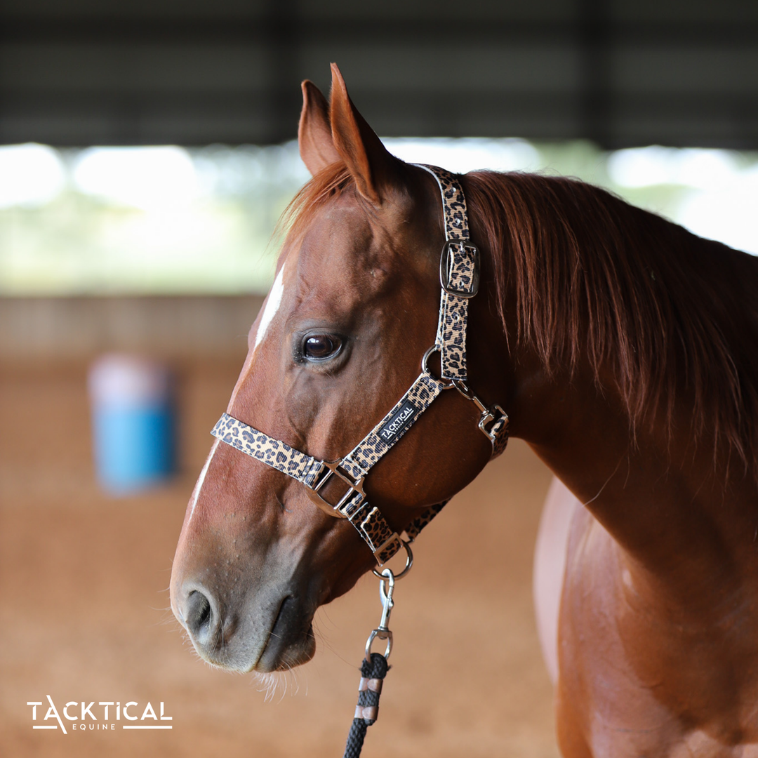 LEOPARD NYLON HALTER