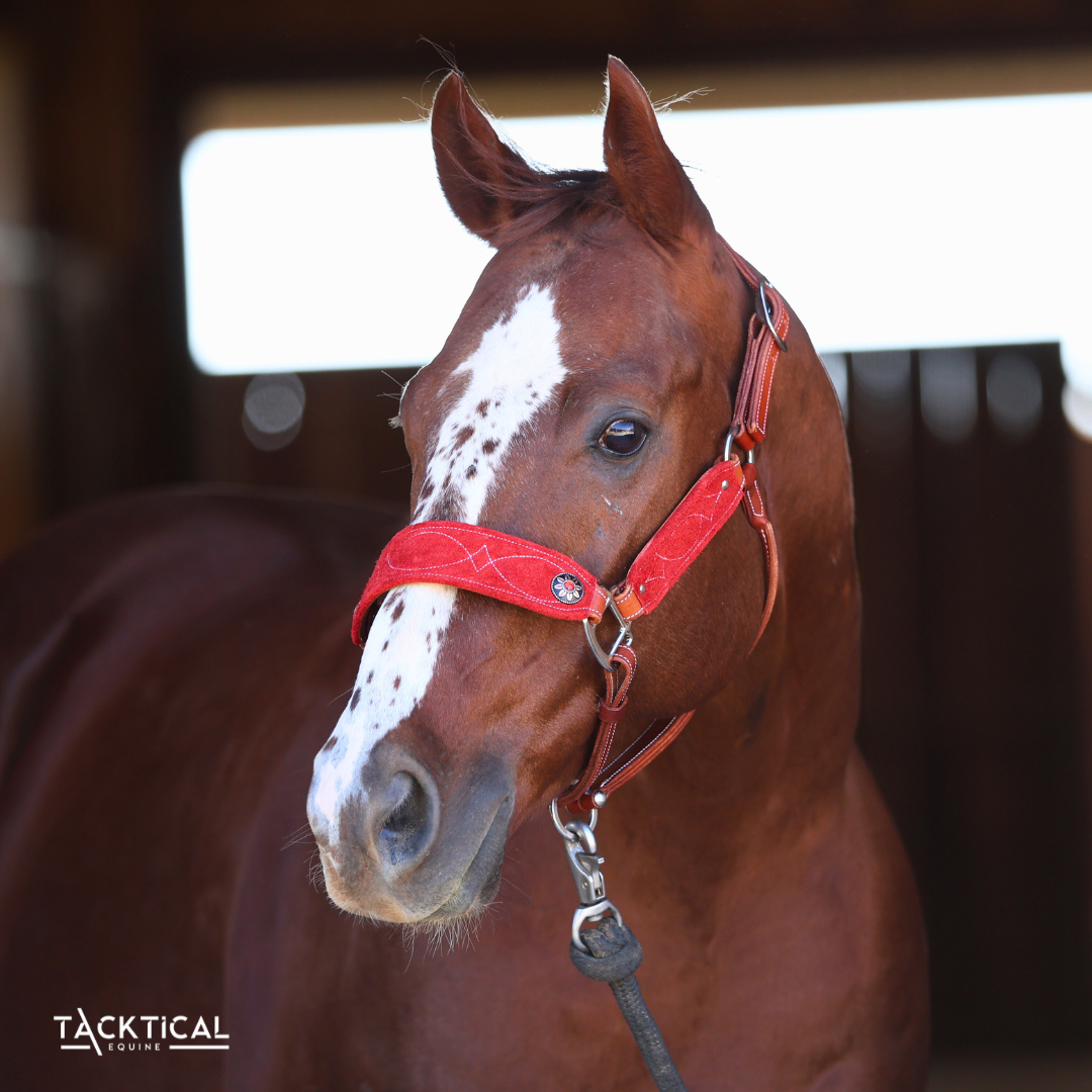 LUXE BRONC NOSE HALTER - RED