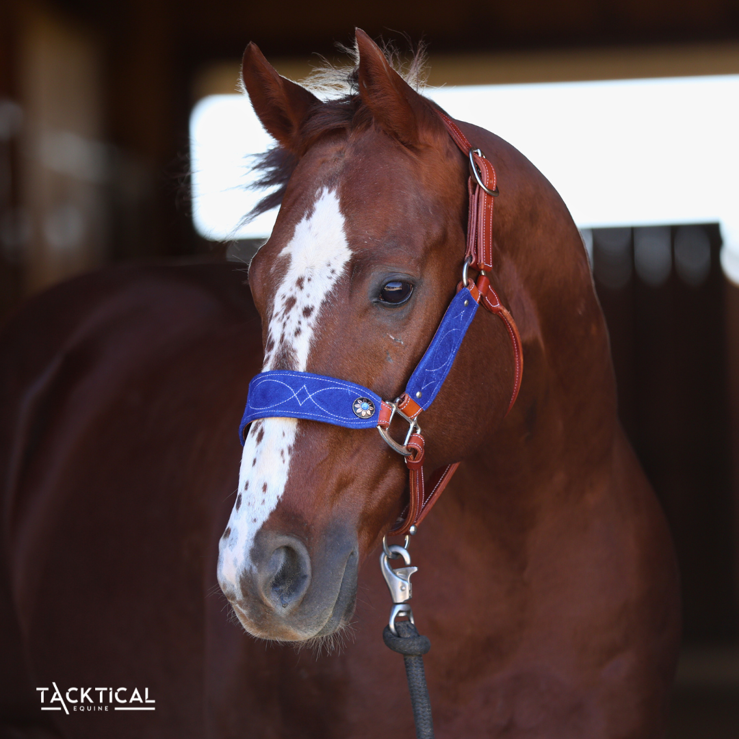 LUXE BRONC NOSE HALTER - ROYAL BLUE
