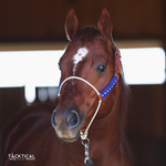 Load image into Gallery viewer, LUXE LARIAT HALTER - ROYAL BLUE
