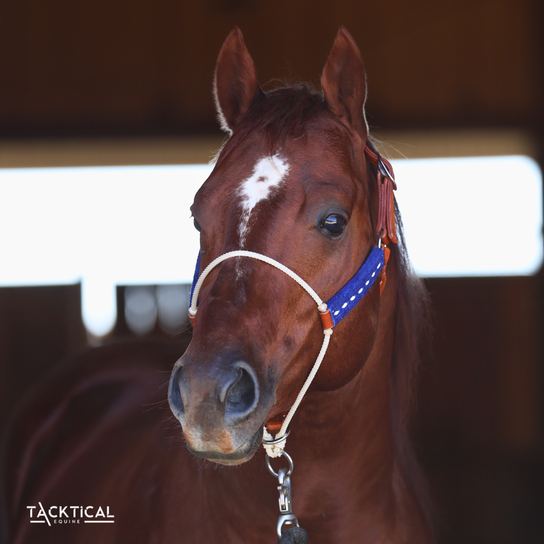 LUXE LARIAT HALTER - ROYAL BLUE