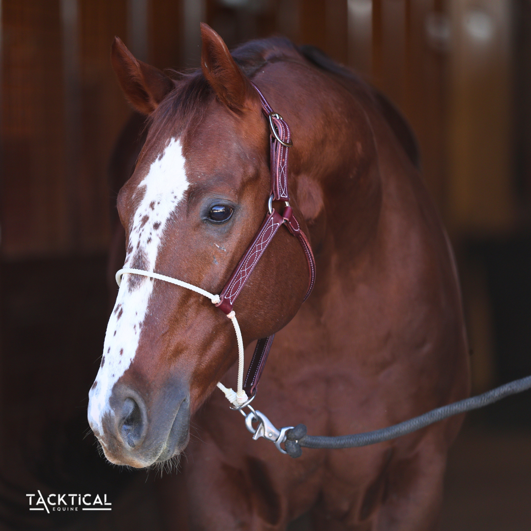 LUXE LARIAT HALTER - LEATHER