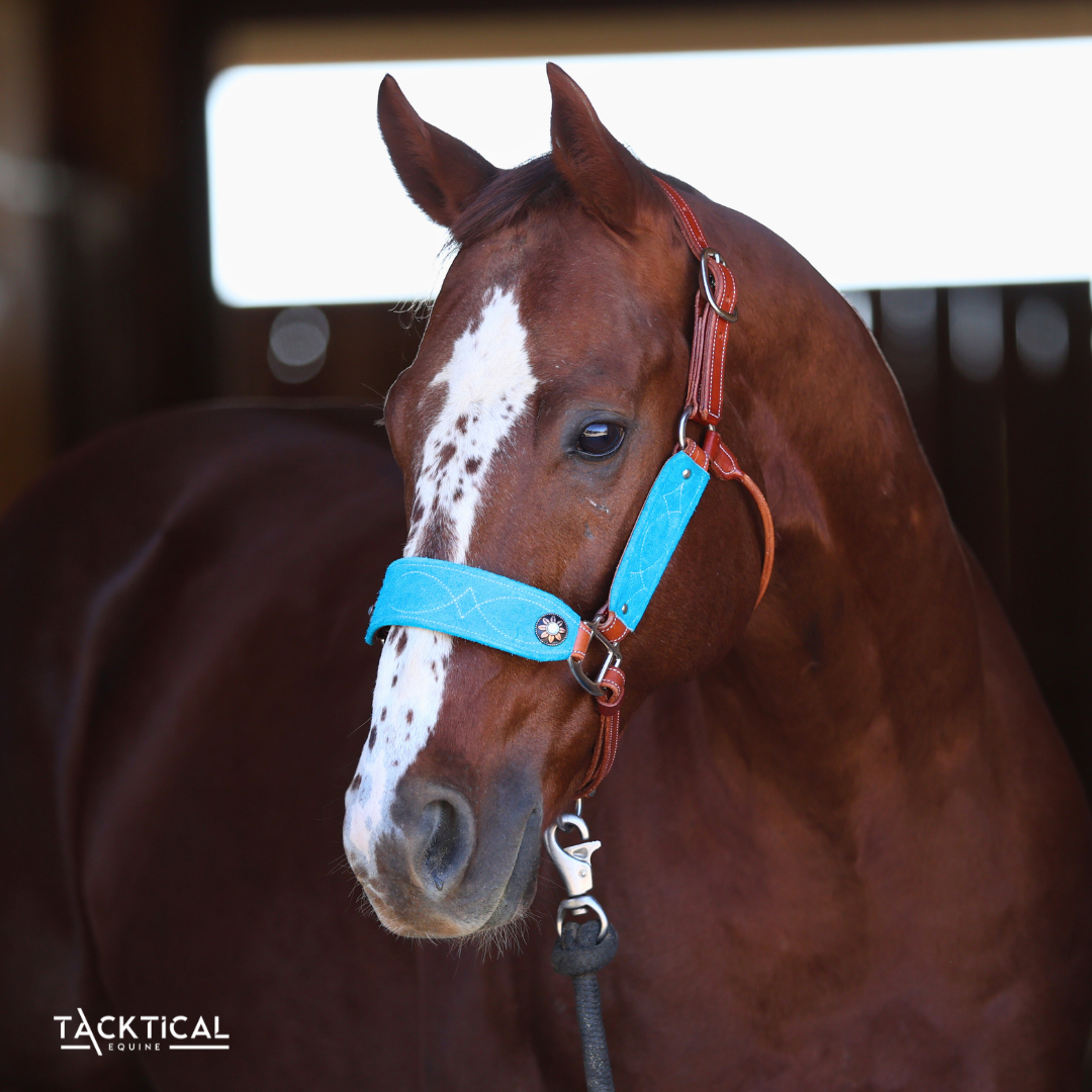 LUXE BRONC NOSE HALTER - TURQUOISE