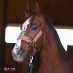 Load image into Gallery viewer, LUXE BRONC NOSE HALTER - MOCHA
