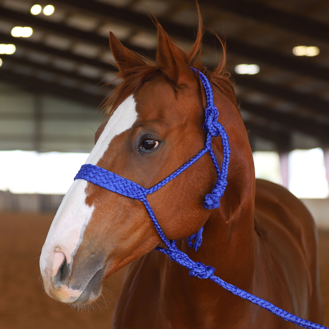 🎁 MULE TAPE HALTER (100% off)