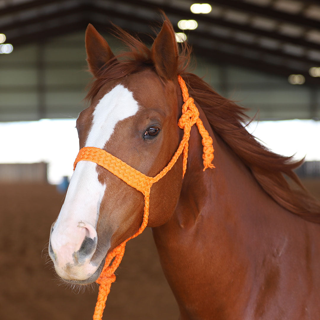 TACKTICAL MULE TAPE HALTER