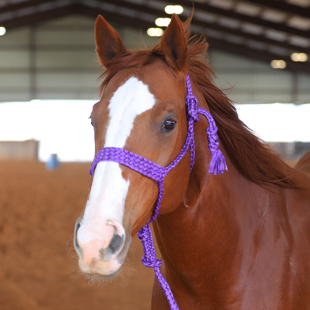 TACKTICAL MULE TAPE HALTER