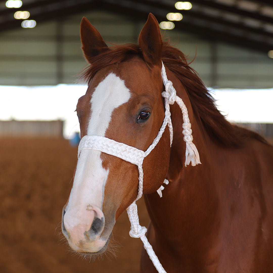 TACKTICAL MULE TAPE HALTER