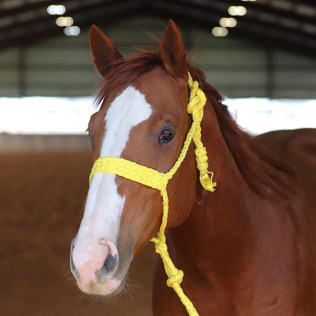 TACKTICAL MULE TAPE HALTER