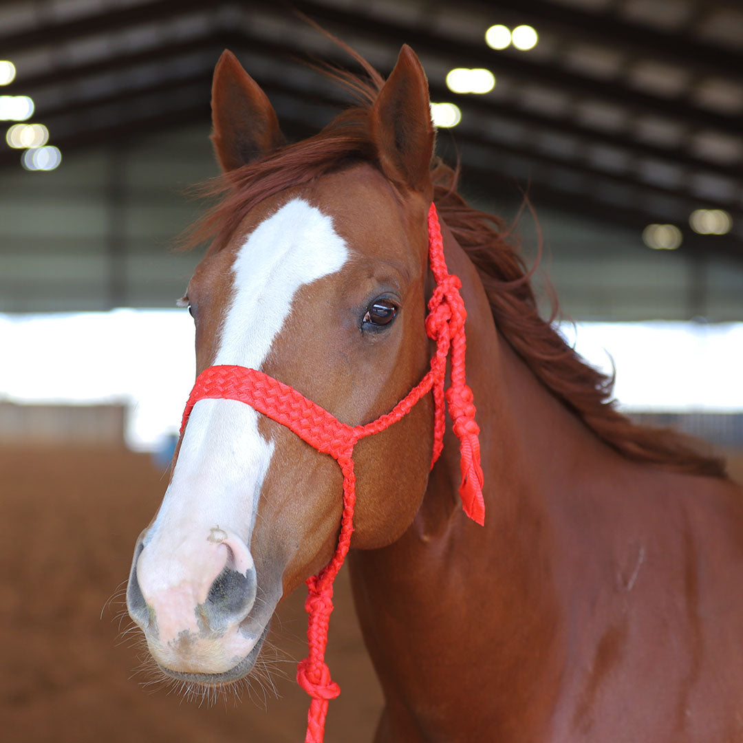 TACKTICAL MULE TAPE HALTER